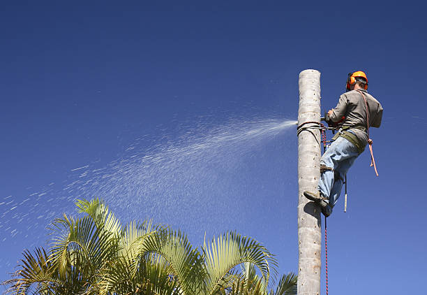 Best Emergency Tree Removal  in Tanaina, AK