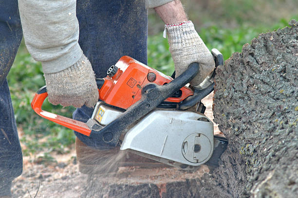 Best Tree Removal  in Tanaina, AK