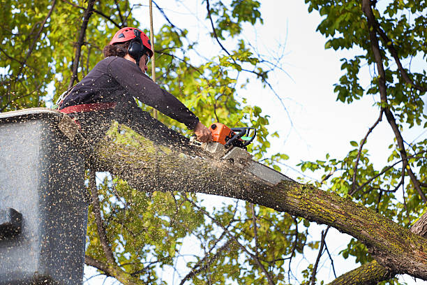 Trusted Tanaina, AK Tree Services Experts